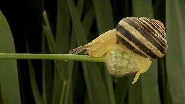 Close-up of Brown-lipped Snail crawling on a bud Allium wild onion on background of green leaves. Odessa