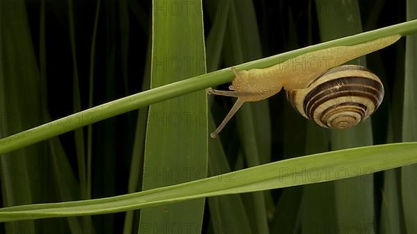 Close-up of Brown-lipped Snail crawling on a bud Allium wild onion on background of green leaves. Odessa