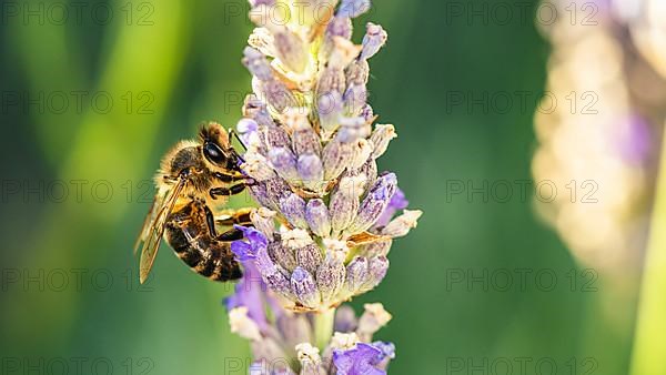 European Honey Bee