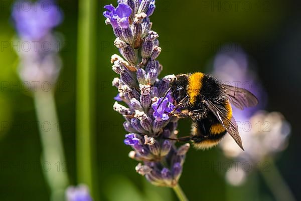 Buff-tailed Bumblebee