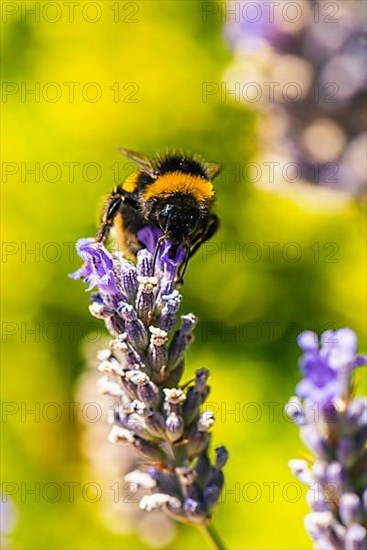 Buff-tailed Bumblebee