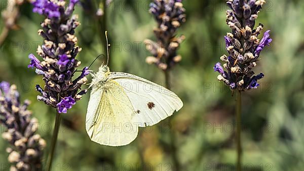 Large White