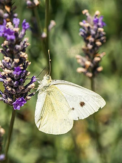 Large White