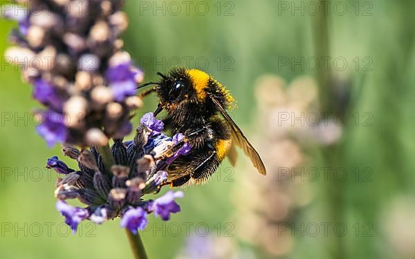 Buff-tailed Bumblebee