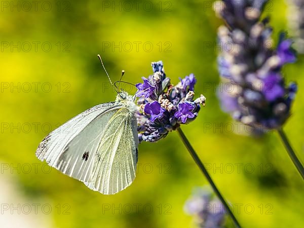 Large White