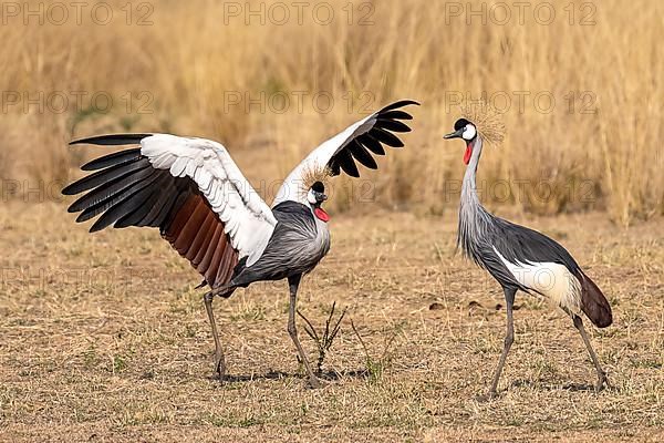 Black crowned crane