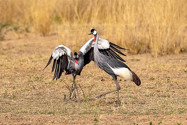 Black crowned crane