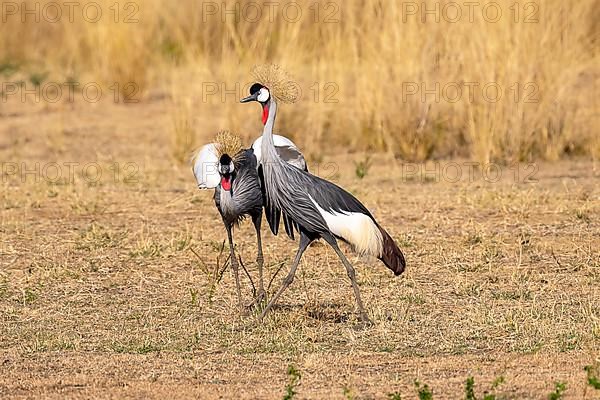 Black crowned crane