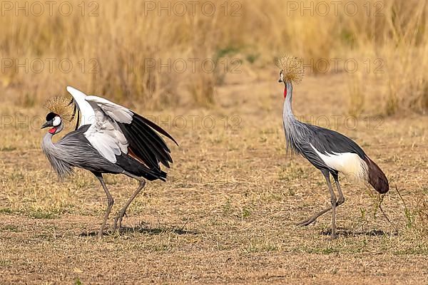 Black crowned crane