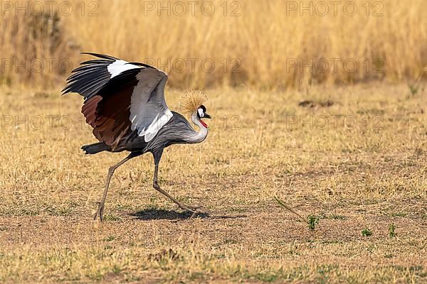 Black crowned crane