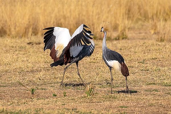 Black crowned crane