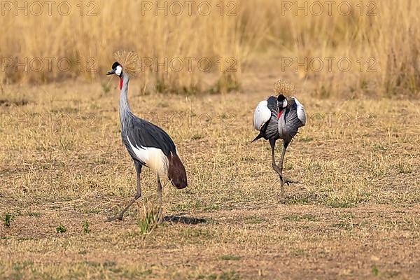 Black crowned crane