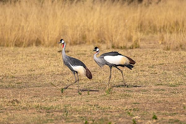 Black crowned crane