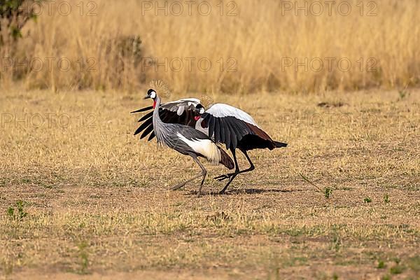 Black crowned crane