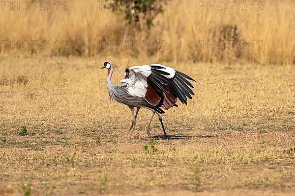 Black crowned crane