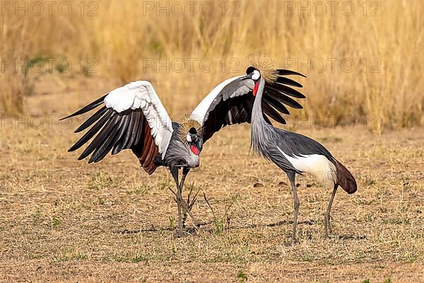 Black crowned crane