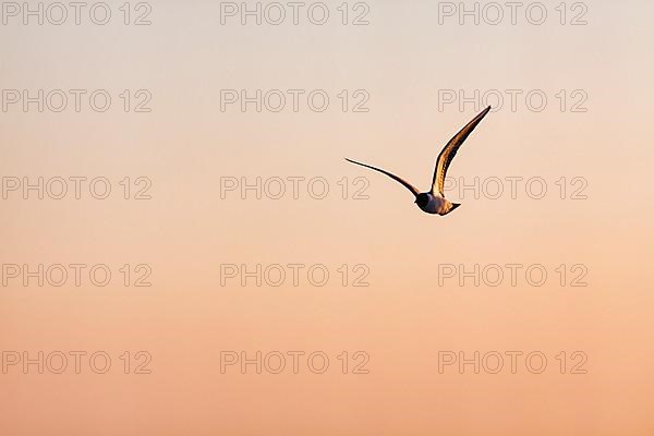 Single Black-headed Black-headed Gull