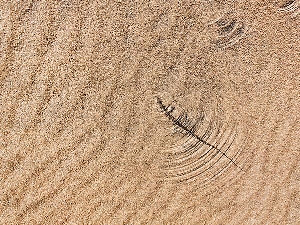 Dried grasses in the wind