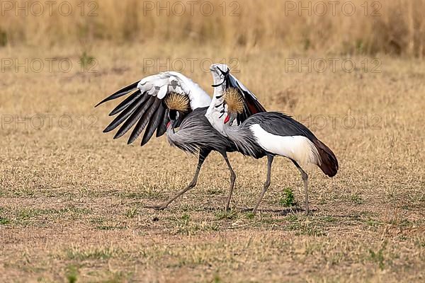 Black crowned crane