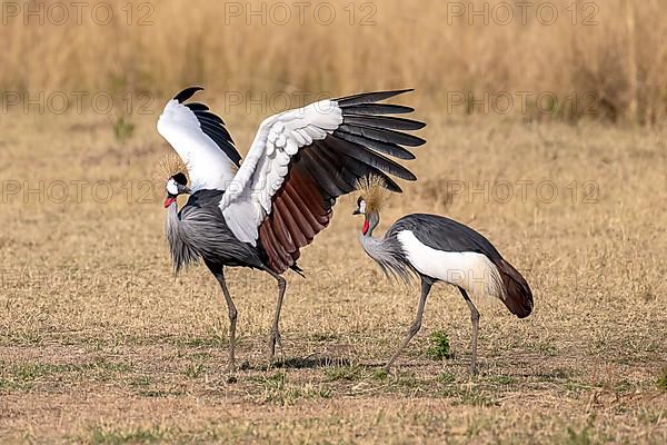 Black crowned crane