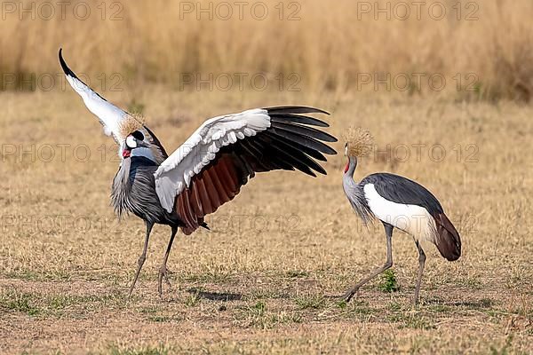 Black crowned crane