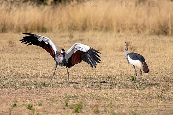 Black crowned crane