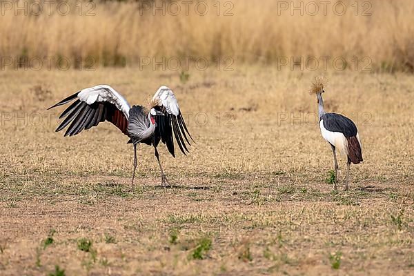 Black crowned crane