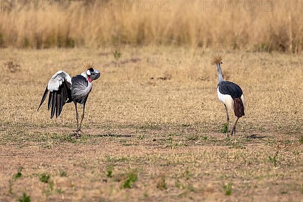 Black crowned crane