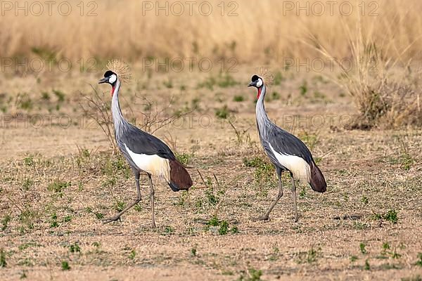 Black crowned crane