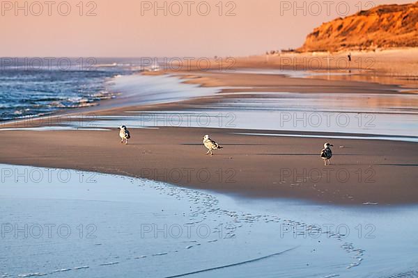 Three seagulls walking one behind the other to the sea