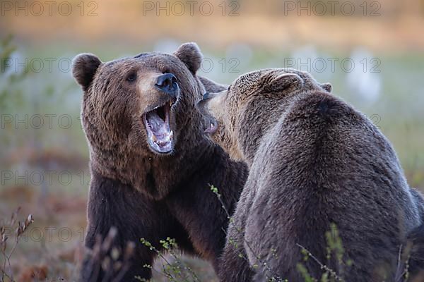 European brown bear