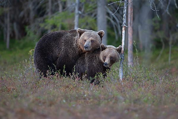 European brown bear