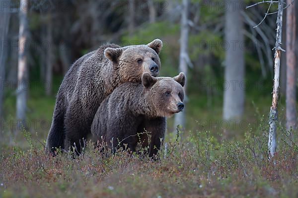 European brown bear