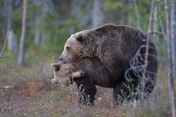 European brown bear