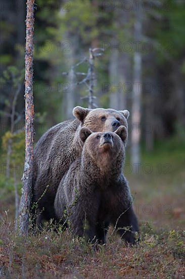 European brown bear