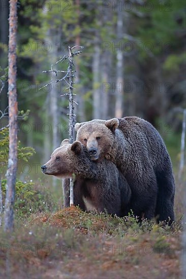 European brown bear