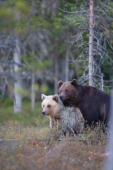 European brown bear