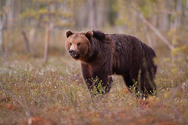 European brown bear