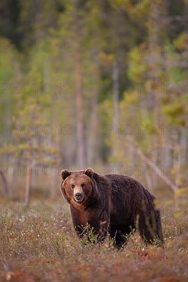 European brown bear