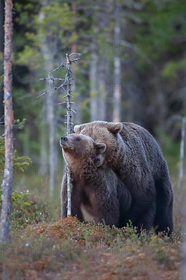 European brown bear