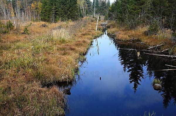 The Werdensteiner moss is a moor in the Allgaeu. Immenstadt im Allgaeu