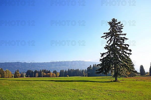 The Werdensteiner moss is a moor in the Allgaeu. Immenstadt im Allgaeu