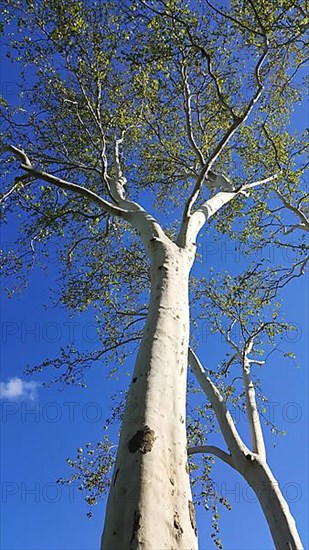 Historic tree of Tauberbischofsheim as a background