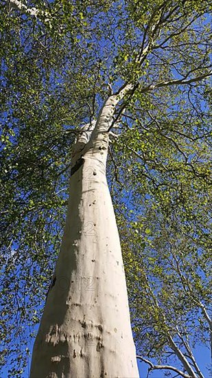 Impressive white trees in Tauberbischofsheim