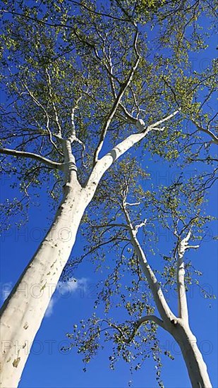 Historic tree of Tauberbischofsheim as a background