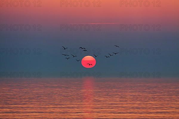 Flock of birds flying in front of setting sun