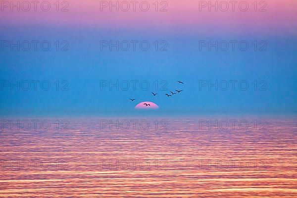 Flock of birds flying in front of setting sun