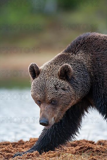 European brown bear