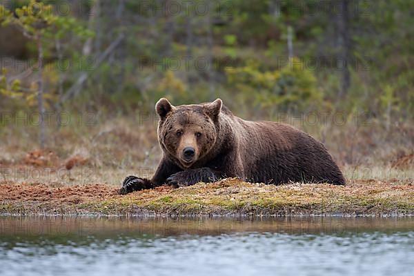 European brown bear