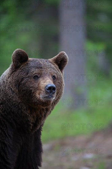 European brown bear